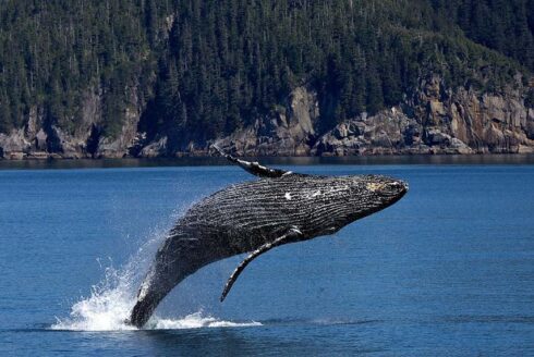 baleia2