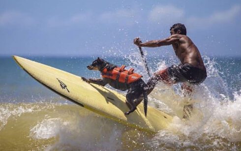 Cadela Maya surfa pelo bicampeonato mundial neste sábado na Califórnia