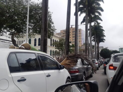 Carros atingidos por galhos de palmeira