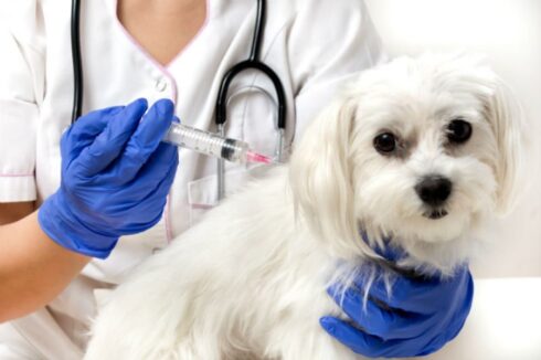 mundo pet vacina cachorro2