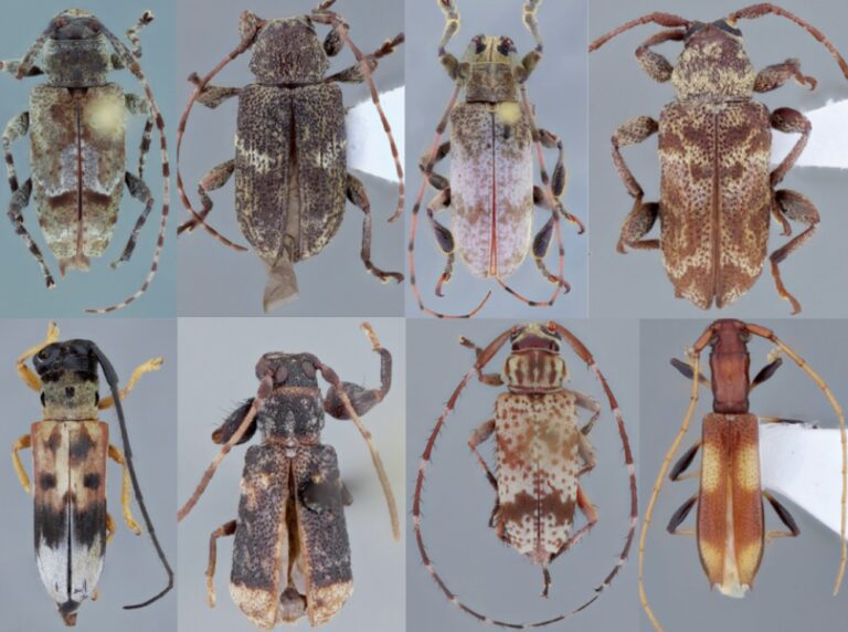 As oito novas espécies de besouros