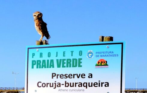 coruja-buraqueira-03-06-21