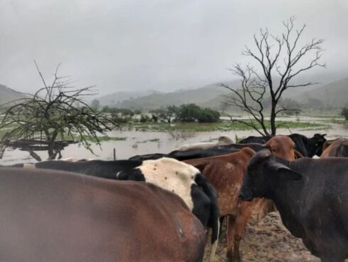 vacas-ilhadas-rio-novo1
