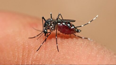 Mosquito_dengue