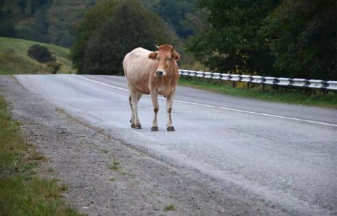 boi-vaca-pista-rodovia-18-06-2024