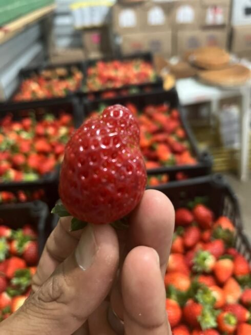 morango-producao-tortas-02-08-2024