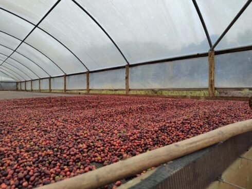 cafe-organico-fazenda-giori-