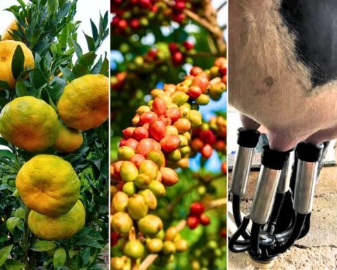 incaper-ponkan-cafe-ordenha-mecanica-